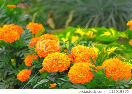 明亮的橙色萬壽菊 明亮的橙色萬壽菊 113919895