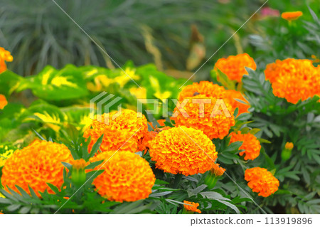 明亮的橙色萬壽菊 明亮的橙色萬壽菊 113919896