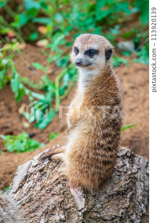 Meerkat, Suricata suricatta, on hind legs. Portrait of meerkat standing on hind legs with alert expression. Portrait of a funny meerkat sitting on its hind legs. Meerkat, Suricata suricatta, on hind legs. Portrait of meerkat standing on hind legs with alert expression. Portrait of a funny meerkat sitting on its hind legs. 113920139