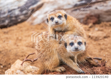 A group of cute meerkats. Meerkat Family are sunbathing. A group of cute meerkats. Meerkat Family are sunbathing. 113920140