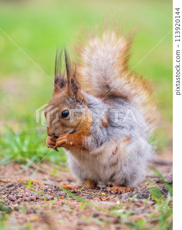 Squirrel eats a nut while sitting in green grass. Eurasian red squirrel, Sciurus vulgaris Squirrel eats a nut while sitting in green grass. Eurasian red squirrel, Sciurus vulgaris 113920144