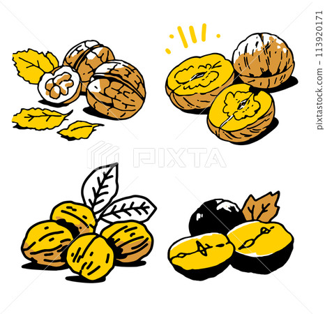 簡單插畫核桃 113920171