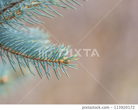 Closeup of fir branches with young buds. Spring nature concept. Fir branches with fresh shoots Closeup of fir branches with young buds. Spring nature concept. Fir branches with fresh shoots 113920172