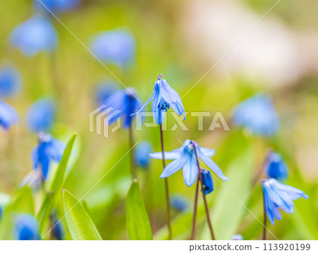 Siberian squill, wood squill, Scilla siberica meadow plant with blue blossom in grass. Spring flower background 113920199