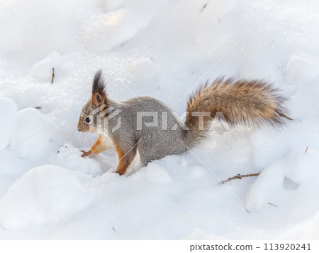 The squirrel in winter sits on white snow. 113920241