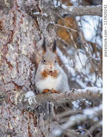 The squirrel with nut sits on tree in the winter or late autumn 113920242