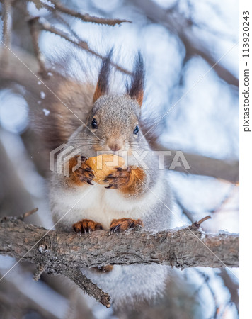 The squirrel with nut sits on tree in the winter or late autumn 113920243