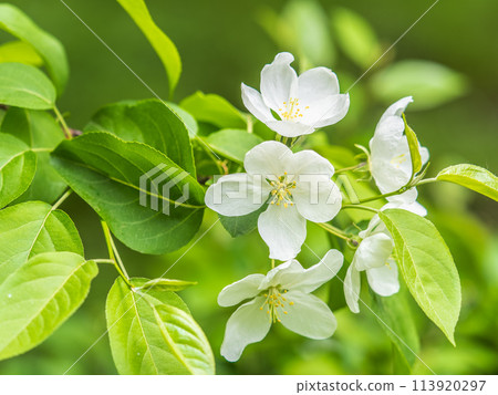 White blossoming apple trees in the sunset light. Spring season, spring colors. 113920297