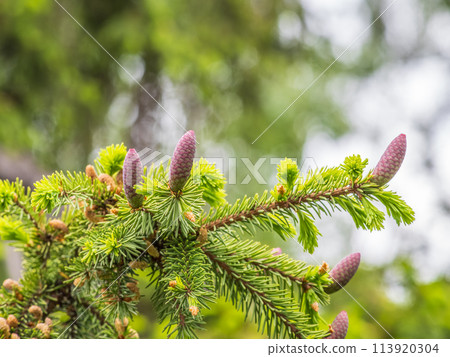 A young female cone of ordinary spruce, it is pink and its scales invitingly open in anticipation of pollen. Young cones of a Blue Spruce. 113920304