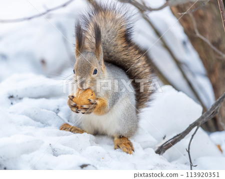 Portrait of a squirrel in winter on white snow background 113920351
