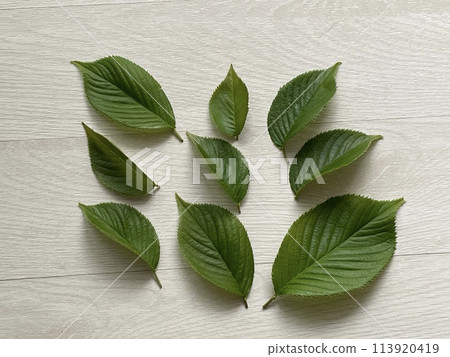 在一張白色桌子上的櫻花葉 113920419