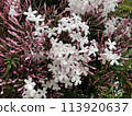 Hagoromo Jasmine 113920637