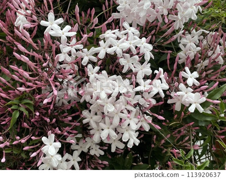 Hagoromo Jasmine Hagoromo Jasmine 113920637