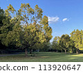 有大樹的大都會公園 113920647