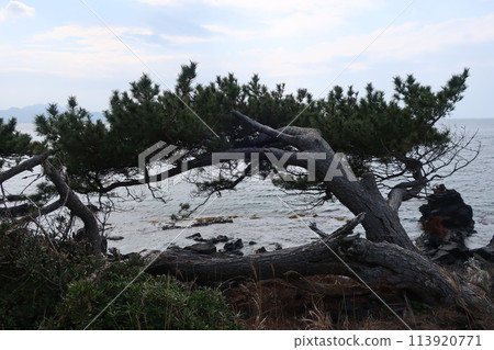 Sea of Japan and pine trees Sea of Japan and pine trees 113920771