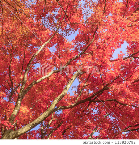 鮮紅的秋葉 113920792