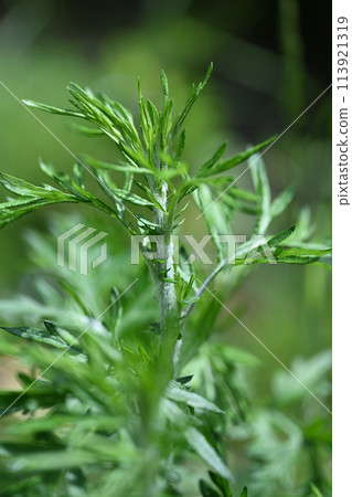 春艾(艾草) 春艾(艾草) 113921319