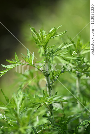 春艾（艾草） 113921320