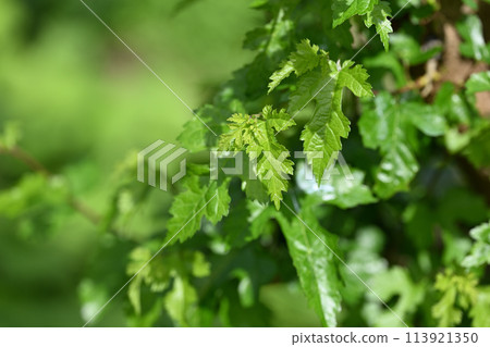 Young leaves of morus alba 113921350