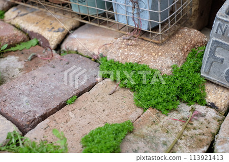 生長在磚塊之間的景天 113921413