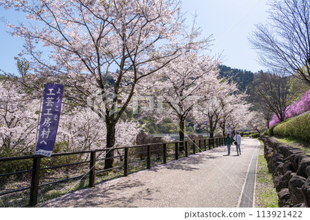 Spring in full bloom at Kanagawa Prefectural Aikawa Park Spring in full bloom at Kanagawa Prefectural Aikawa Park 113921422