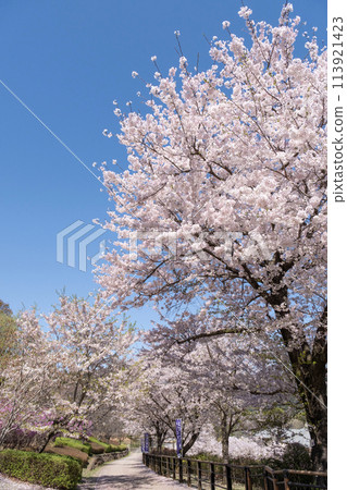Spring in full bloom at Kanagawa Prefectural Aikawa Park Spring in full bloom at Kanagawa Prefectural Aikawa Park 113921423