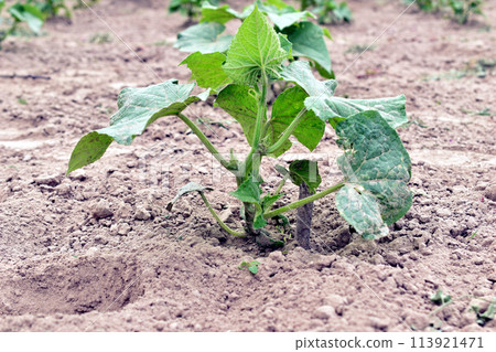 Cucumber bush with green leaves. 113921471