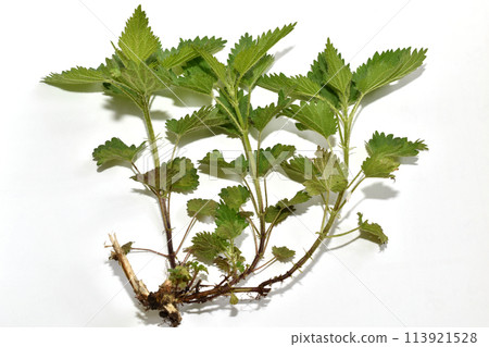 Nettle plant on a white background. 113921528