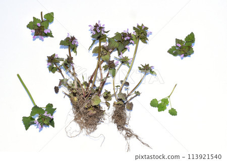 Budra ivy plant on a white background. Budra ivy plant on a white background. 113921540