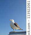 一隻黑尾鷗將翅膀停在藍天上 113922061