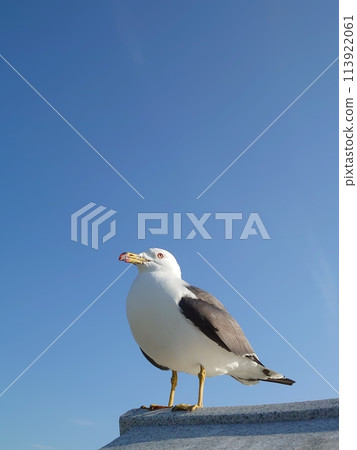 一隻黑尾鷗將翅膀停在藍天上 一隻黑尾鷗將翅膀停在藍天上 113922061