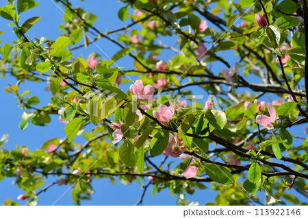 Quince blossoms against the blue sky Quince blossoms against the blue sky 113922146