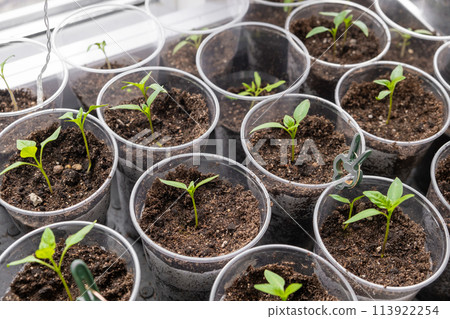 Young sprouts tomato, showcasing the growth of tomato seedlings in plastic glasses on a windowsill. Witness the emergence of delicate green leaves as the plants thrive indoors during spring 113922254