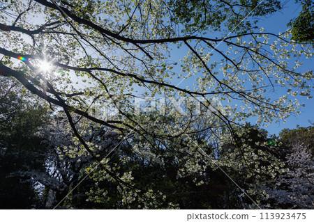 Spring_Cherry Blossoms Spring_Cherry Blossoms 113923475