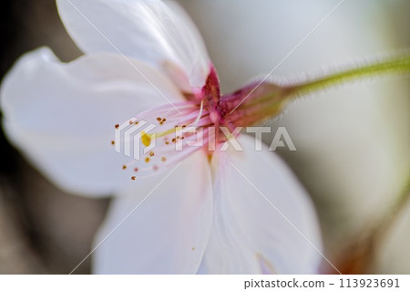 盛開的櫻花在春天的陽光下閃耀 113923691