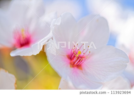 盛開的櫻花在春天的陽光下閃耀 113923694