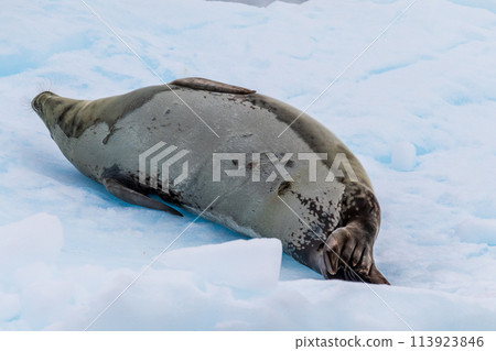Close-up of a Weddell seal Close-up of a Weddell seal 113923846