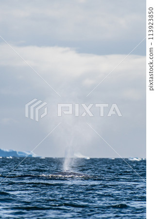 Sleeping Humpback whale in the Graham passage 113923850