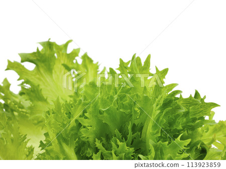 Frill lettuce Frill lettuce 113923859