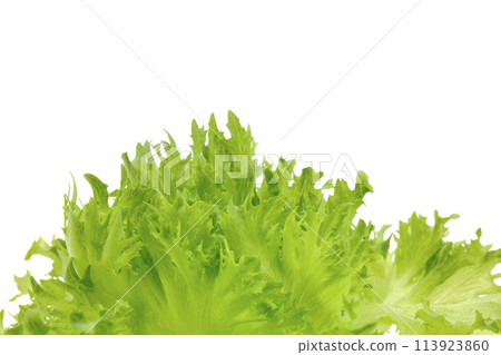 Frill lettuce 113923860