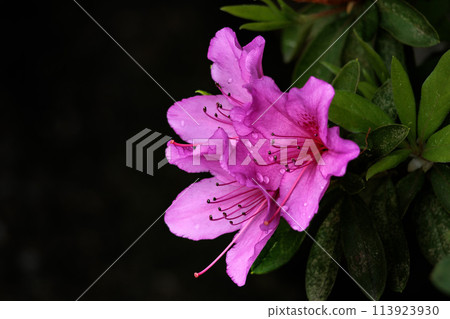 Azalea flowers in full bloom under the spring sunshine 113923930