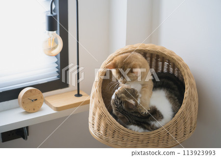 pet care concept with british and scottish cat relax and play together 113923993