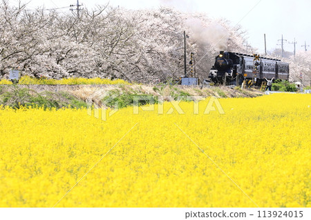 Mooka Railway "The SL Mooka train runs through the cherry blossom and rapeseed flower scenery of Kita-Mooka" Mooka Railway "The SL Mooka train runs through the cherry blossom and rapeseed flower scenery of Kita-Mooka" 113924015