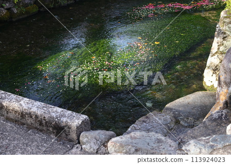 Mei flower algae 113924023