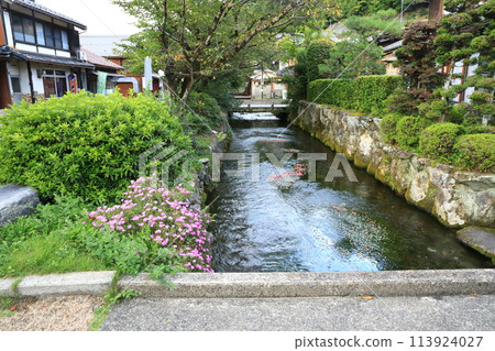 梅花藻 梅花藻 113924027