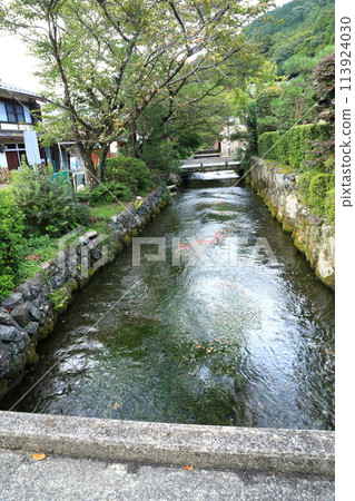 梅花藻 梅花藻 113924030