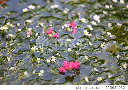 Mei flower algae Mei flower algae 113924032