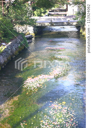 Mei flower algae Mei flower algae 113924062