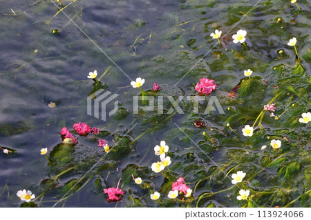 Mei flower algae 113924066
