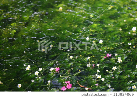 Mei flower algae 113924069
